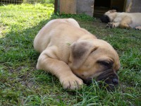 /album/akita/akita-i-8-tyden-jpg/